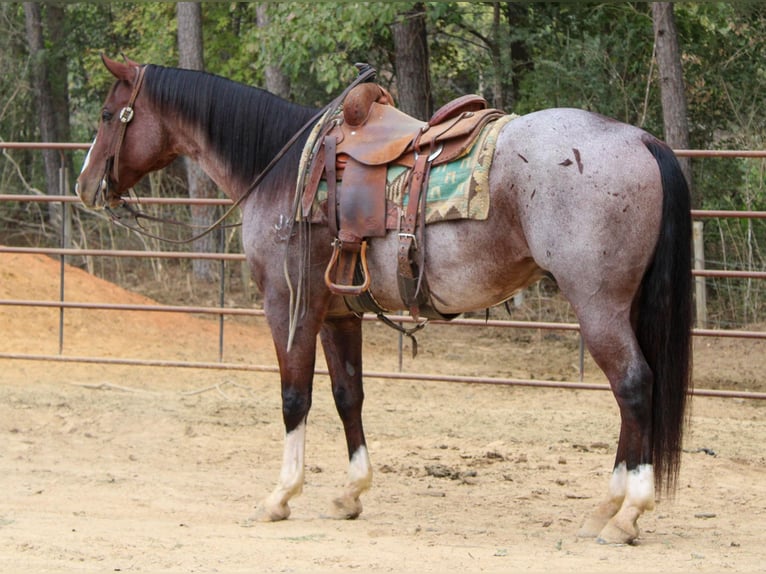 American Quarter Horse Gelding 15 years 15,1 hh Roan-Bay in Rusk TX