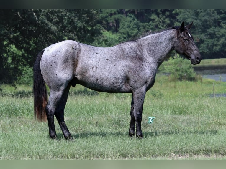 American Quarter Horse Gelding 15 years 15,1 hh Roan-Blue in Carthage, TX