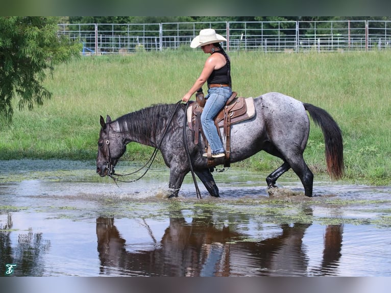 American Quarter Horse Gelding 15 years 15,1 hh Roan-Blue in Carthage, TX