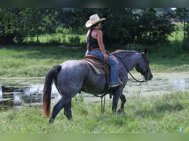 American Quarter Horse Gelding 15 years 15,1 hh Roan-Blue in Carthage, TX