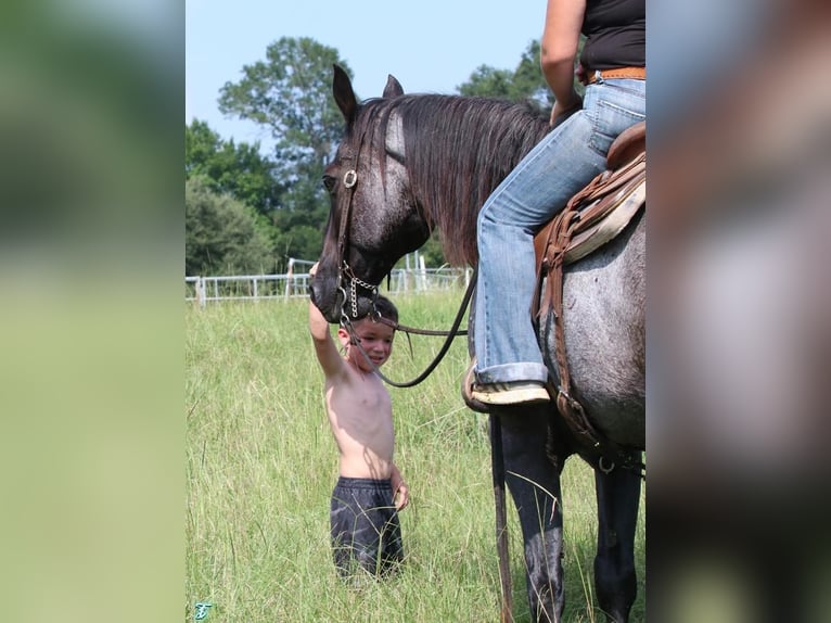 American Quarter Horse Gelding 15 years 15,1 hh Roan-Blue in Carthage, TX