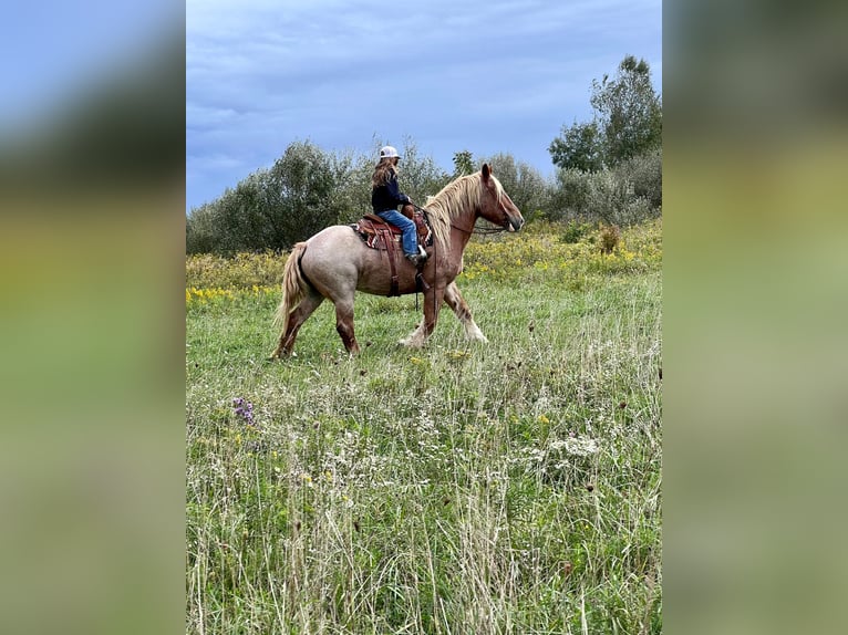 American Quarter Horse Gelding 15 years 15,1 hh Roan-Red in Harrisville PA