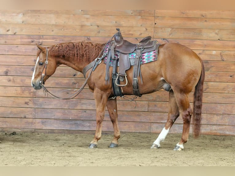 American Quarter Horse Gelding 15 years 15.1 hh Sorrel in Clarion