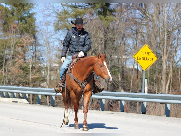 American Quarter Horse Gelding 15 years 15.1 hh Sorrel in Clarion