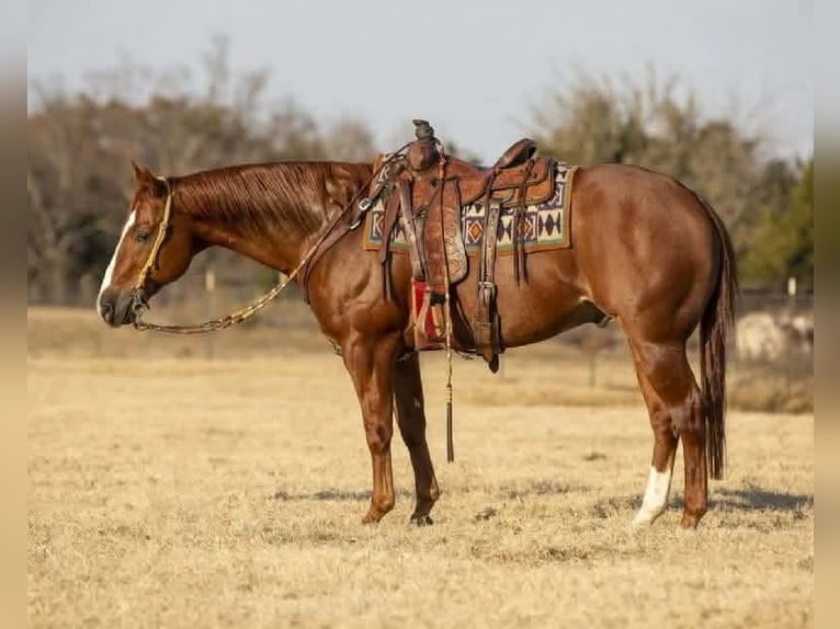 American Quarter Horse Gelding 15 years 15.1 hh Sorrel in Clarion