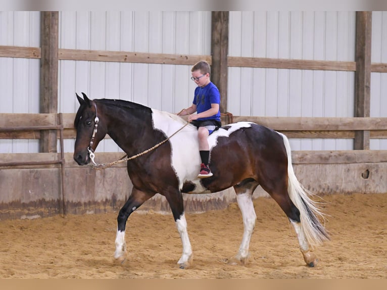 American Quarter Horse Gelding 15 years 15,1 hh Tobiano-all-colors in Oelwein IA