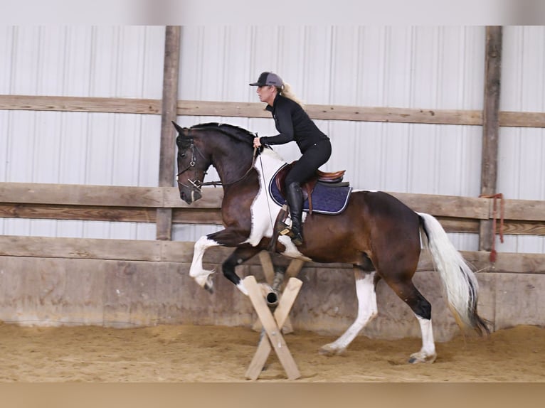 American Quarter Horse Gelding 15 years 15,1 hh Tobiano-all-colors in Oelwein IA