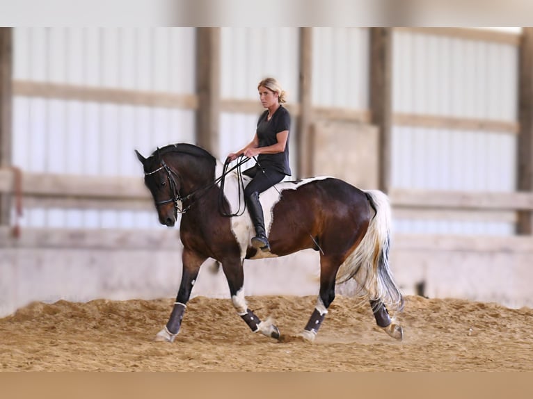 American Quarter Horse Gelding 15 years 15,1 hh Tobiano-all-colors in Oelwein IA