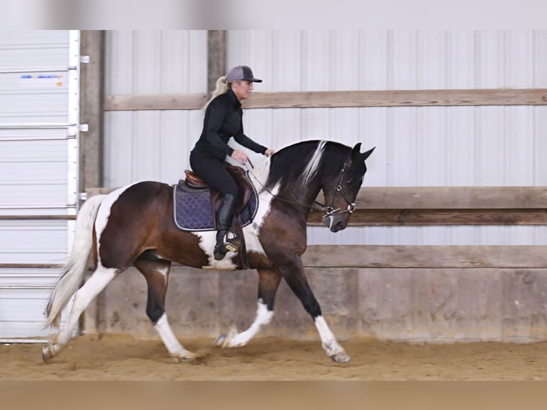 American Quarter Horse Gelding 15 years 15,1 hh Tobiano-all-colors in Oelwein IA