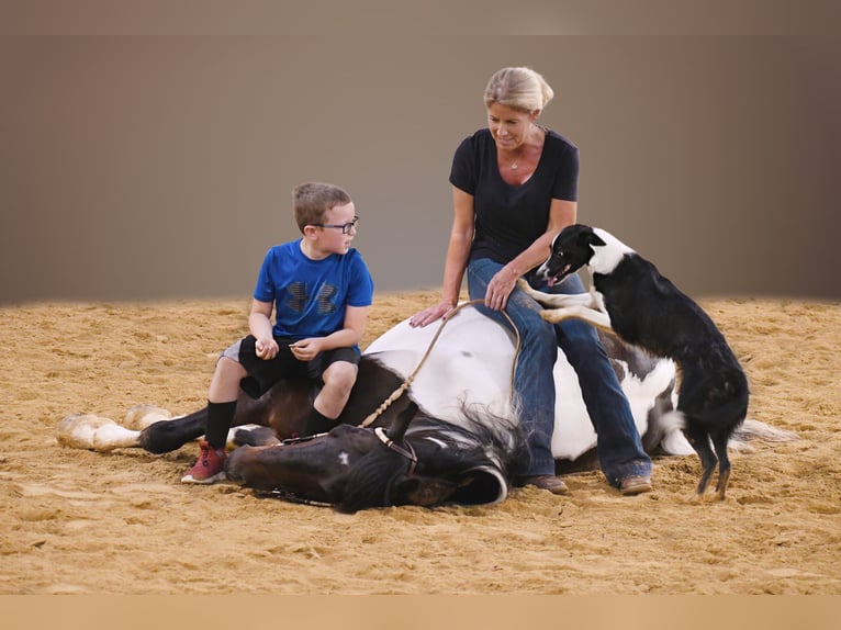 American Quarter Horse Gelding 15 years 15,1 hh Tobiano-all-colors in Oelwein IA