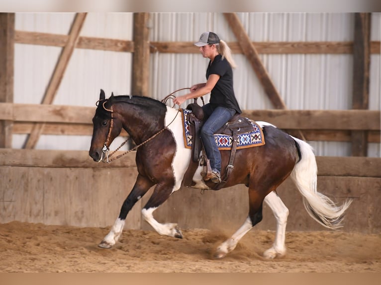 American Quarter Horse Gelding 15 years 15,1 hh Tobiano-all-colors in Oelwein IA