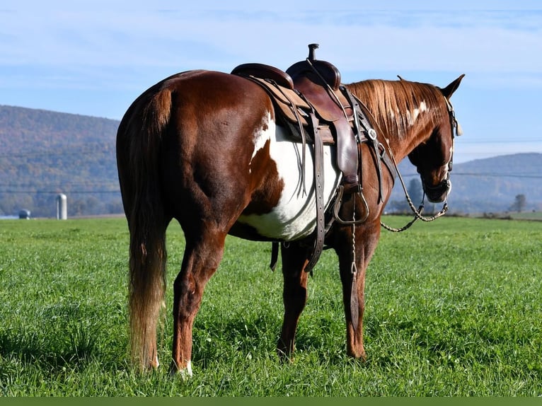 American Quarter Horse Mix Gelding 15 years 15,1 hh in Rebersburg, PA