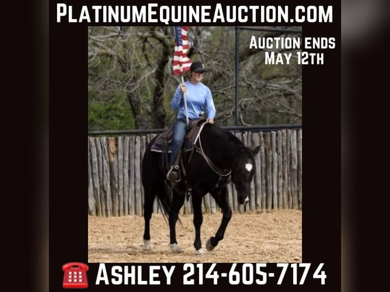 American Quarter Horse Gelding 15 years 15,2 hh Black in Weatherford TX