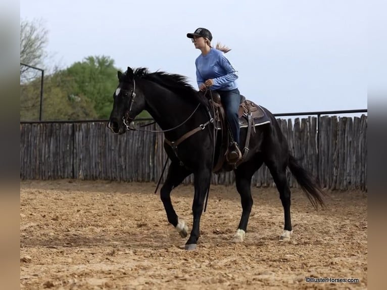 American Quarter Horse Gelding 15 years 15,2 hh Black in Weatherford TX