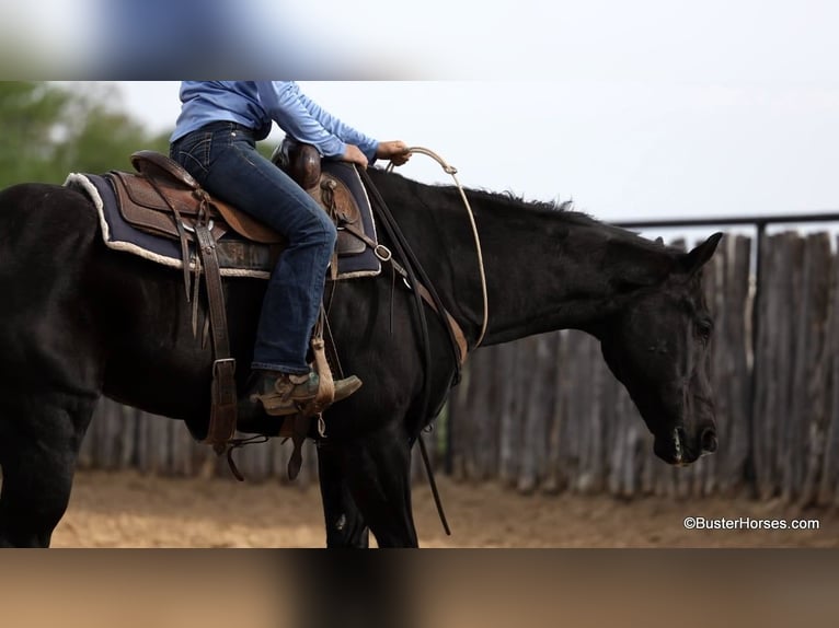 American Quarter Horse Gelding 15 years 15,2 hh Black in Weatherford TX