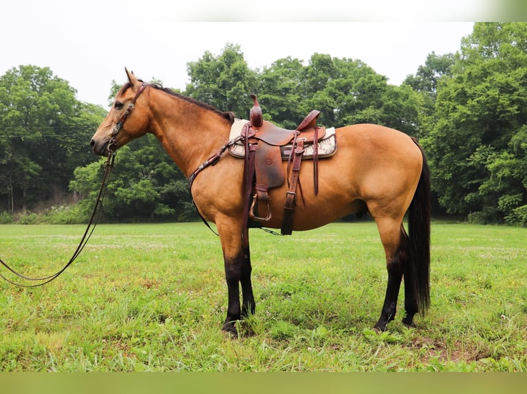 American Quarter Horse Gelding 15 years 15,2 hh Buckskin in Hillsboro KY