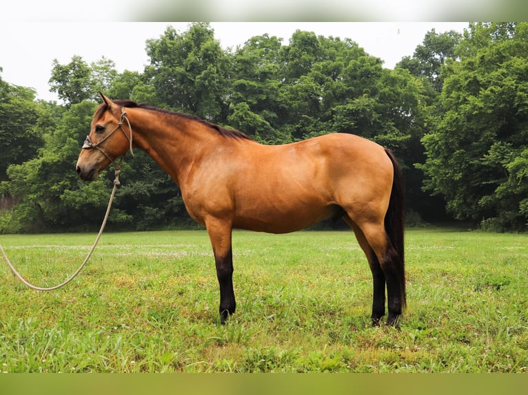 American Quarter Horse Gelding 15 years 15,2 hh Buckskin in Hillsboro KY
