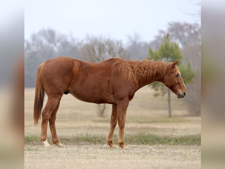 American Quarter Horse Gelding 15 years 15.2 hh Chestnut in Athens
