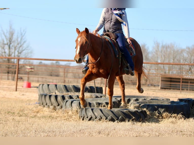 American Quarter Horse Gelding 15 years 15.2 hh Chestnut in Athens