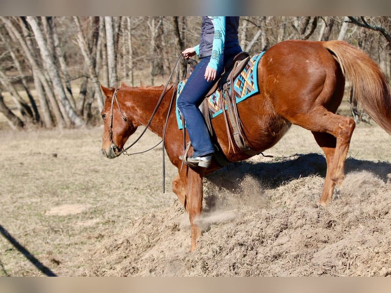 American Quarter Horse Gelding 15 years 15.2 hh Chestnut in Athens