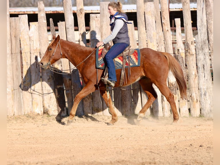 American Quarter Horse Gelding 15 years 15.2 hh Chestnut in Athens