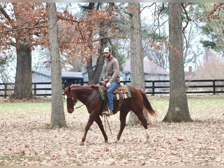 American Quarter Horse Gelding 15 years 15.2 hh Chestnut in Brooksville KY