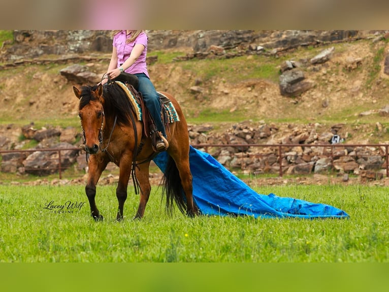 American Quarter Horse Gelding 15 years 15.2 hh Dun in Quitman