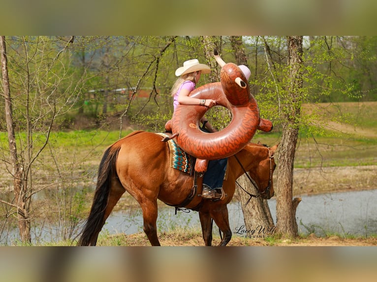 American Quarter Horse Gelding 15 years 15.2 hh Dun in Quitman