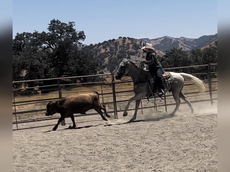 American Quarter Horse Gelding 15 years 15,2 hh Gray in Bitterwater, CA