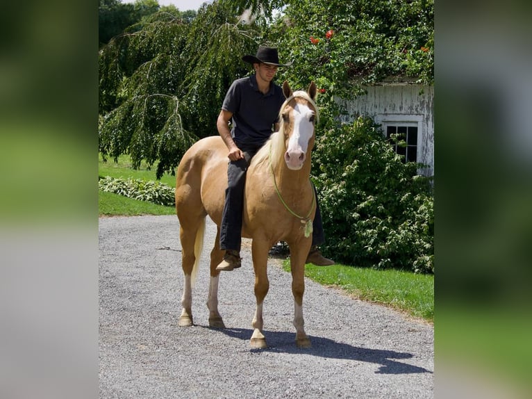 American Quarter Horse Mix Gelding 15 years 15,2 hh Palomino in Millersburg, OH