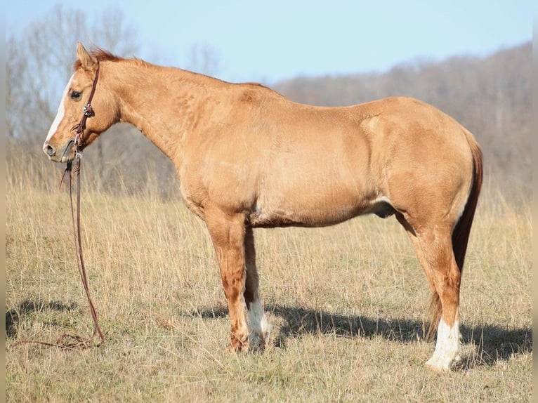 American Quarter Horse Gelding 15 years 15,2 hh Palomino in Brodhead KY