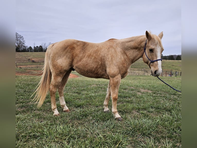 American Quarter Horse Gelding 15 years 15,2 hh Palomino in Pickens SC