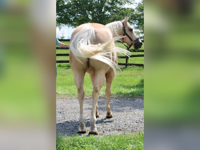 American Quarter Horse Gelding 15 years 15,2 hh Palomino in Allentown, NJ
