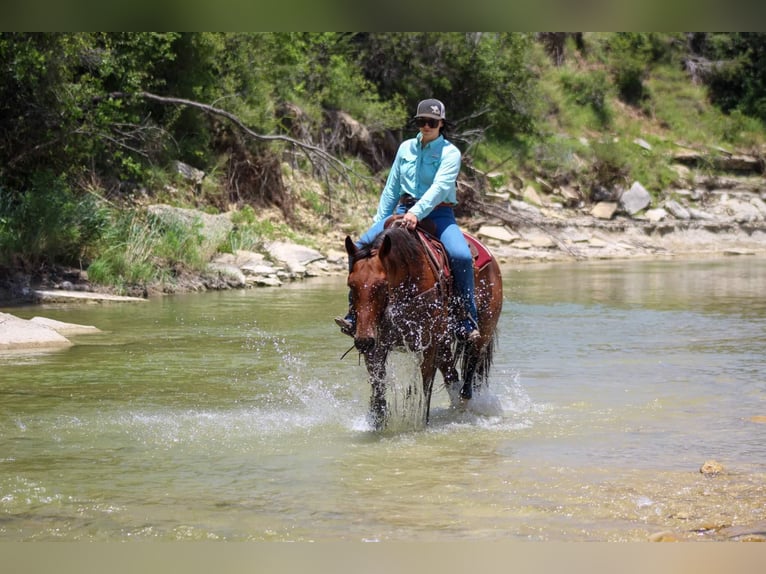 American Quarter Horse Gelding 15 years 15.2 hh Roan-Bay in Stephenville TX