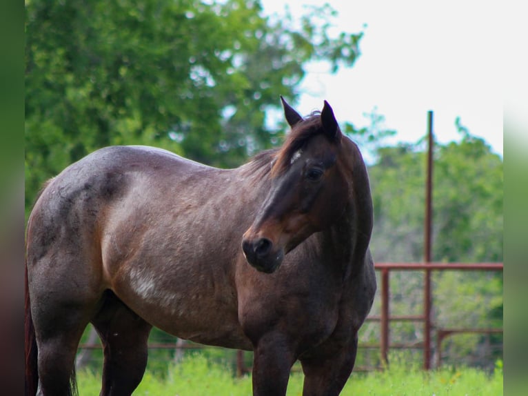 American Quarter Horse Gelding 15 years 15.2 hh Roan-Bay in Stephenville TX