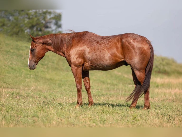 American Quarter Horse Gelding 15 years 15,2 hh Roan-Red in Weatherford TX