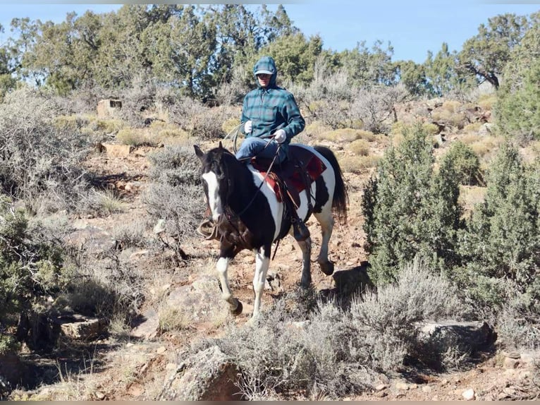 American Quarter Horse Gelding 15 years 15,2 hh Tobiano-all-colors in Brooksville KY