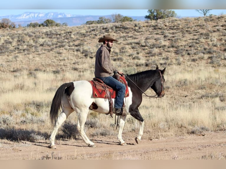 American Quarter Horse Gelding 15 years 15,2 hh Tobiano-all-colors in Brooksville KY