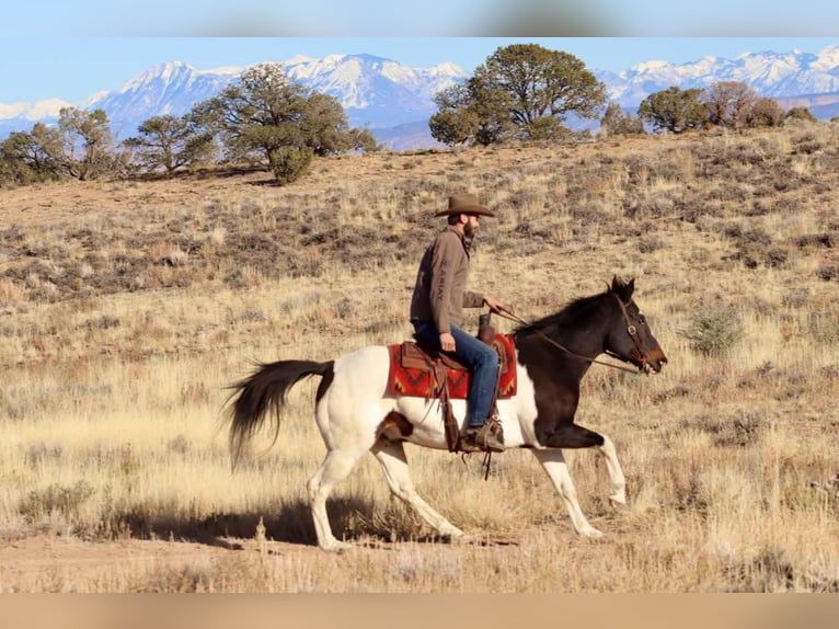 American Quarter Horse Gelding 15 years 15,2 hh Tobiano-all-colors in Brooksville KY