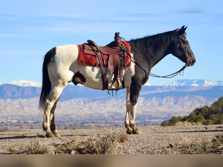 American Quarter Horse Gelding 15 years 15,2 hh Tobiano-all-colors in Brooksville KY