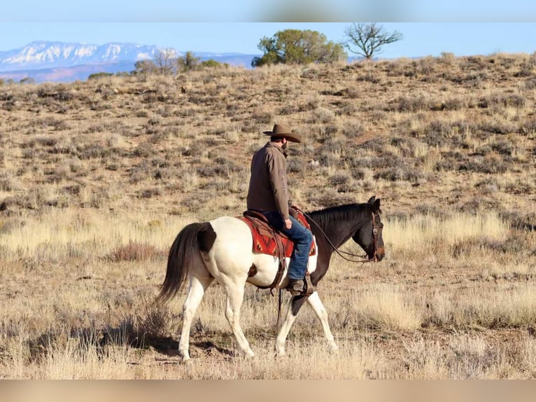 American Quarter Horse Gelding 15 years 15,2 hh Tobiano-all-colors in Brooksville KY