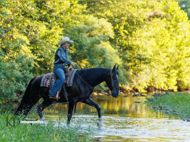 American Quarter Horse Gelding 15 years 15,3 hh Black in Quitman, AR