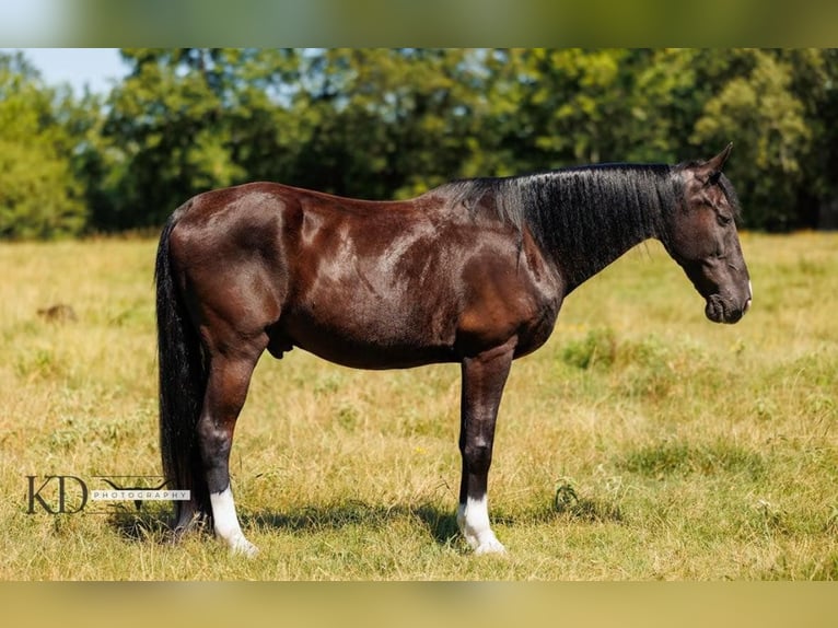 American Quarter Horse Gelding 15 years 15,3 hh Black in Quitman, AR