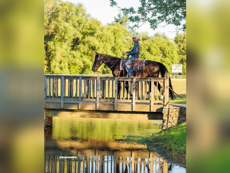 American Quarter Horse Gelding 15 years 15,3 hh Black in Quitman, AR