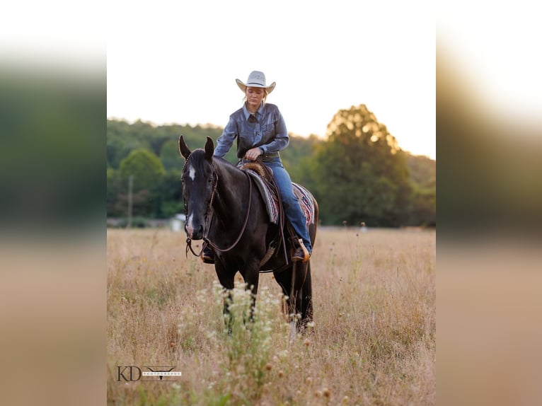 American Quarter Horse Gelding 15 years 15,3 hh Black in Quitman, AR