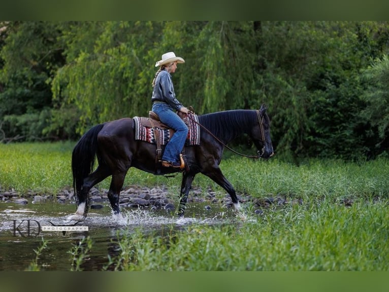 American Quarter Horse Gelding 15 years 15,3 hh Black in Quitman, AR