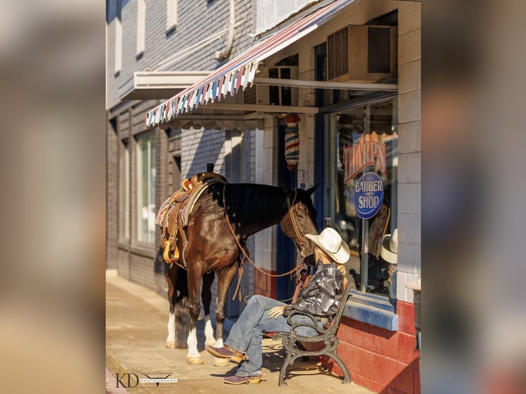 American Quarter Horse Gelding 15 years 15,3 hh Black in Quitman, AR