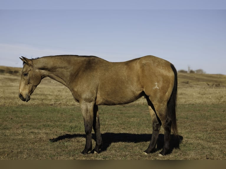 American Quarter Horse Gelding 15 years 15.3 hh Buckskin in Quitman