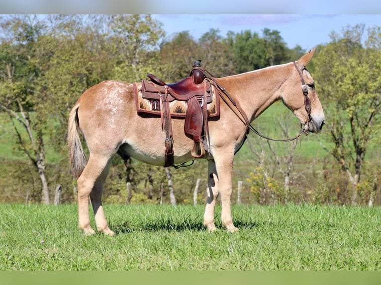 American Quarter Horse Gelding 15 years 15,3 hh Sorrel in Brooksville KY