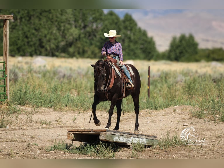 American Quarter Horse Gelding 15 years 15 hh Black in Cody
